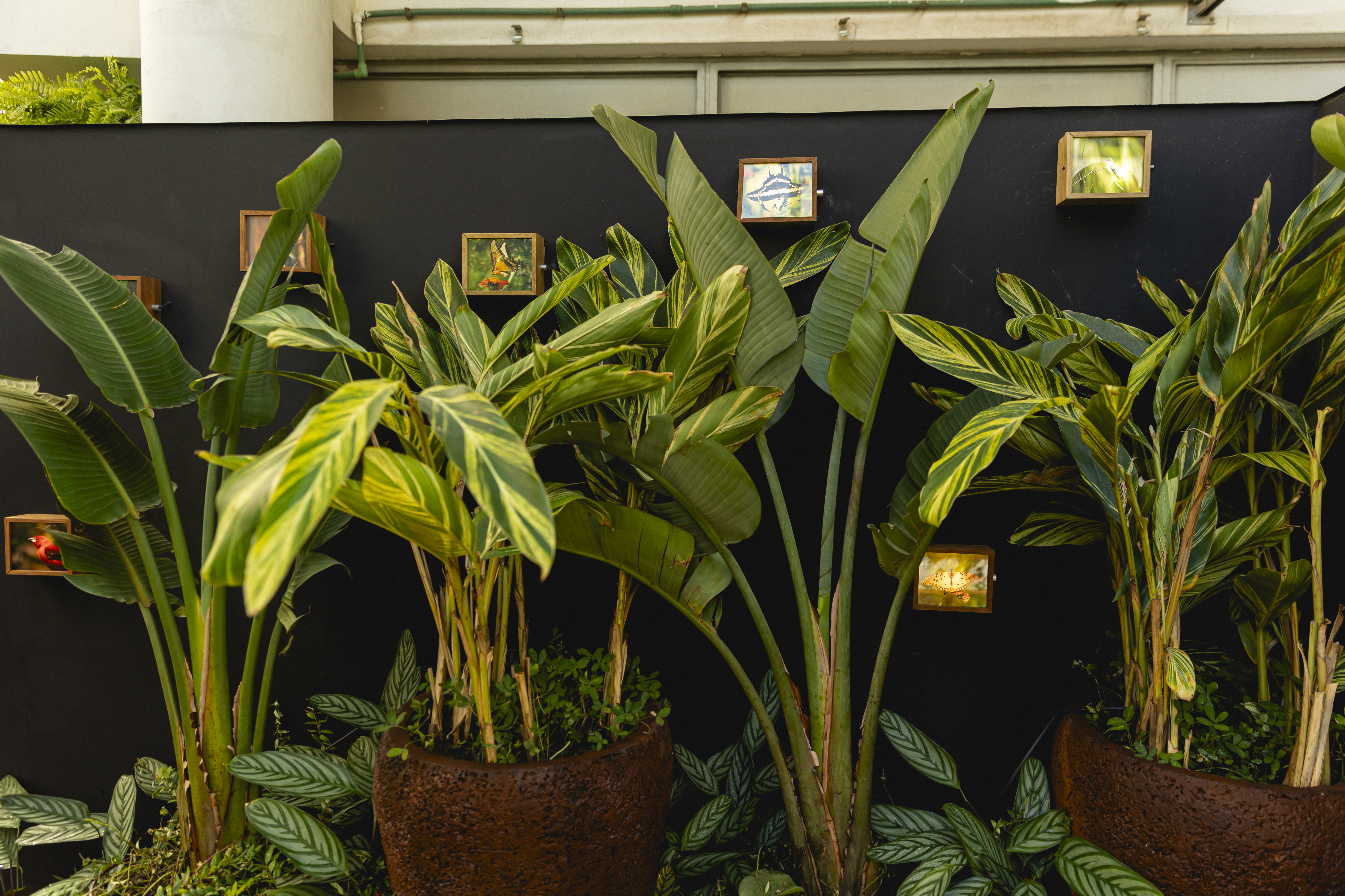 Espécies tropicais compõem o Jardim Peugeot que foi desenvolvido para contrastar com a paisagem urbana do entorno do Conjunto Nacional
