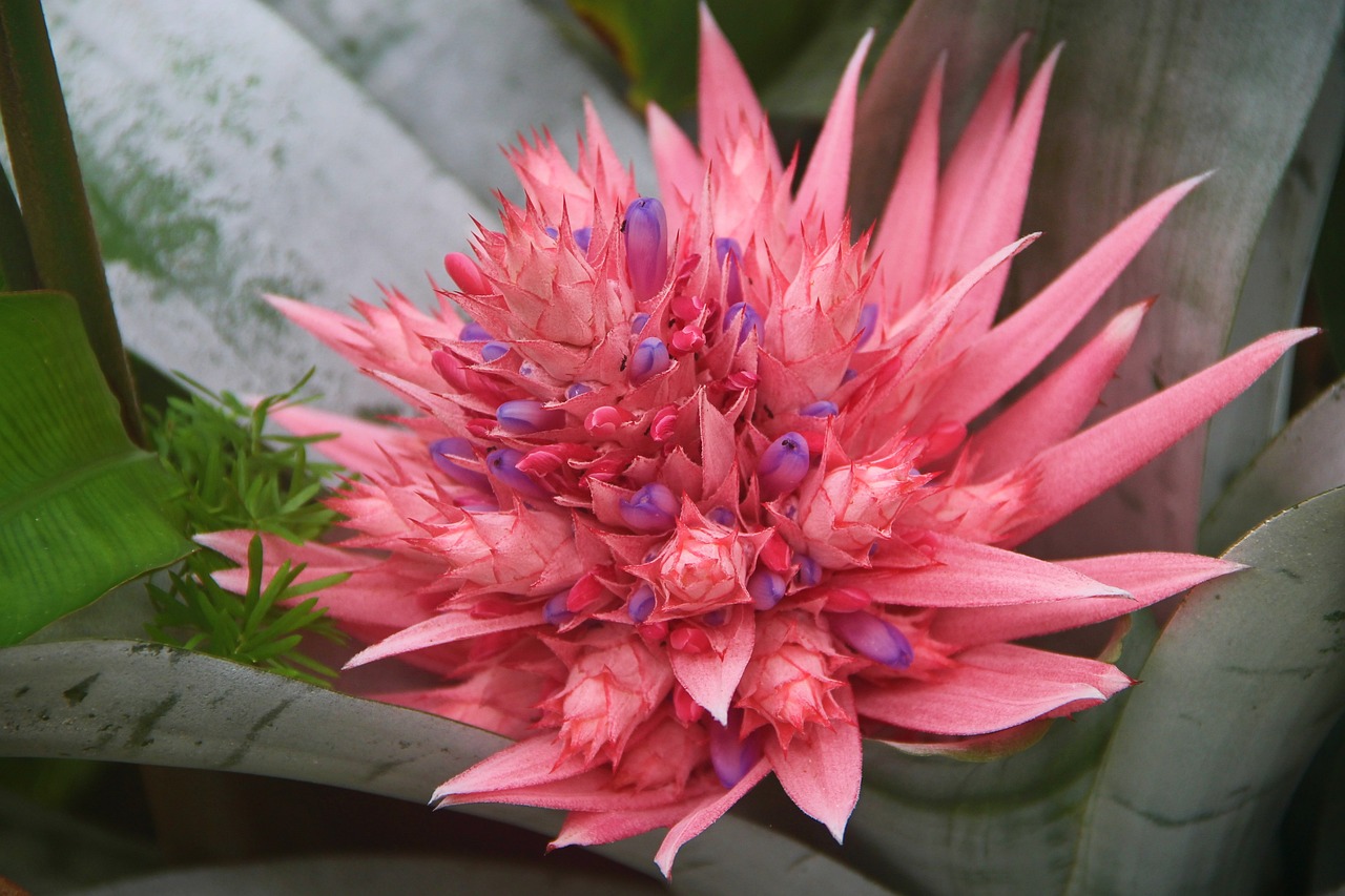 Bromélia flor para jardim