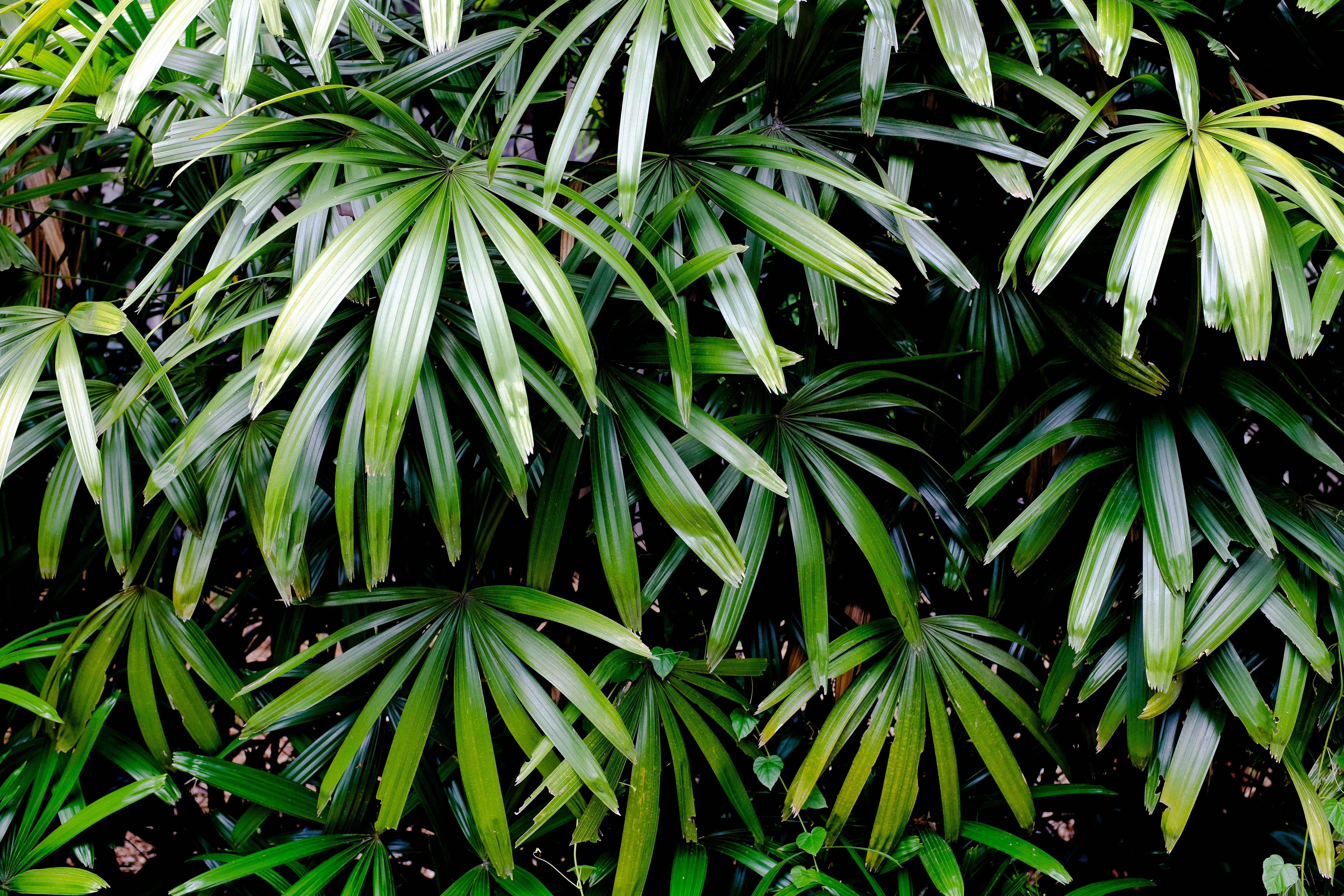 Palmeira-ráfis (Rhapis excelsa)