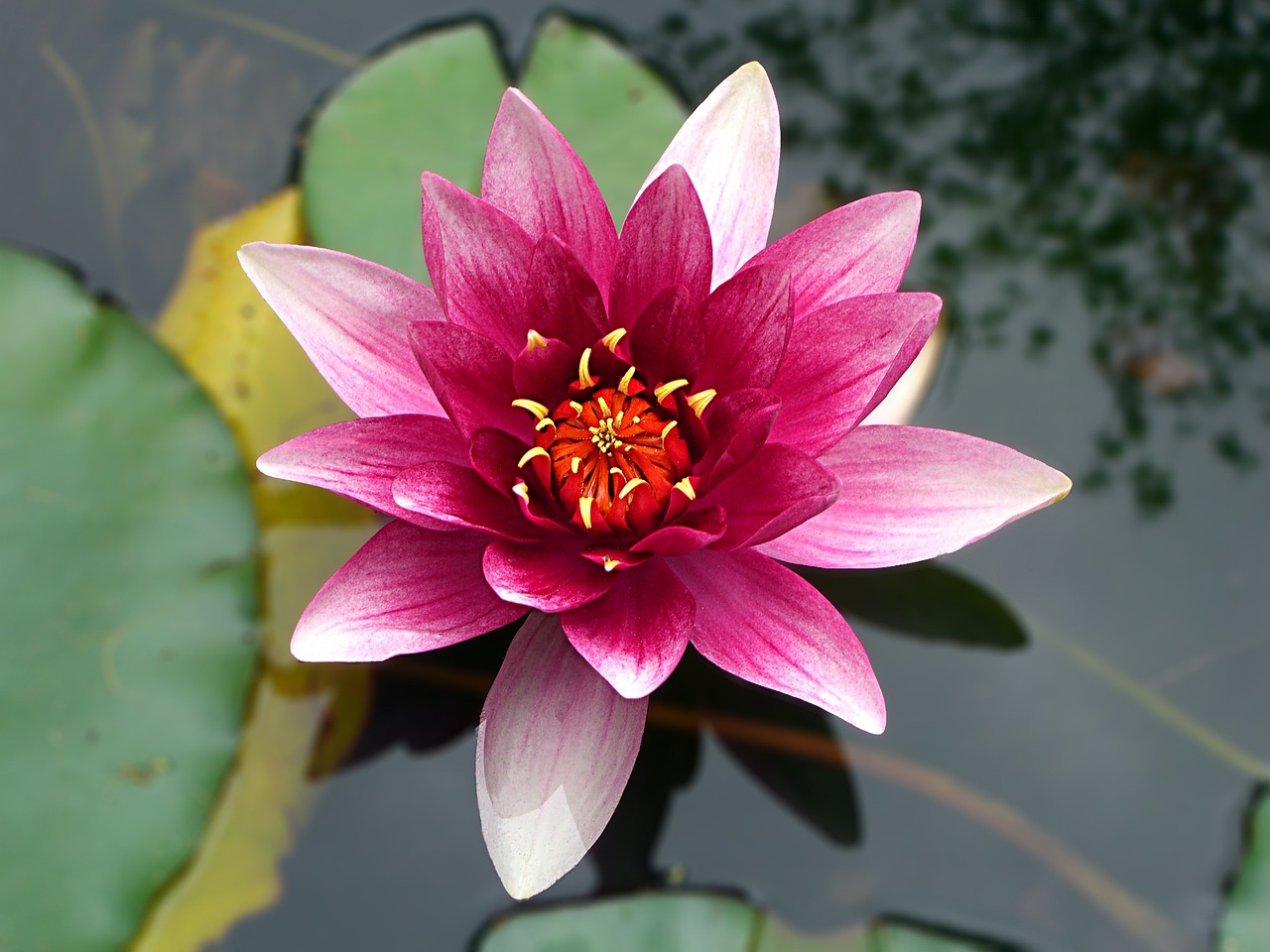 Flor de lótus significado