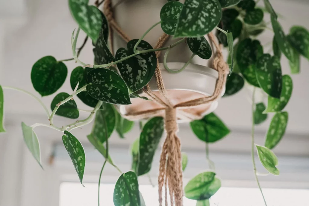 planta jiboia como cultivar
