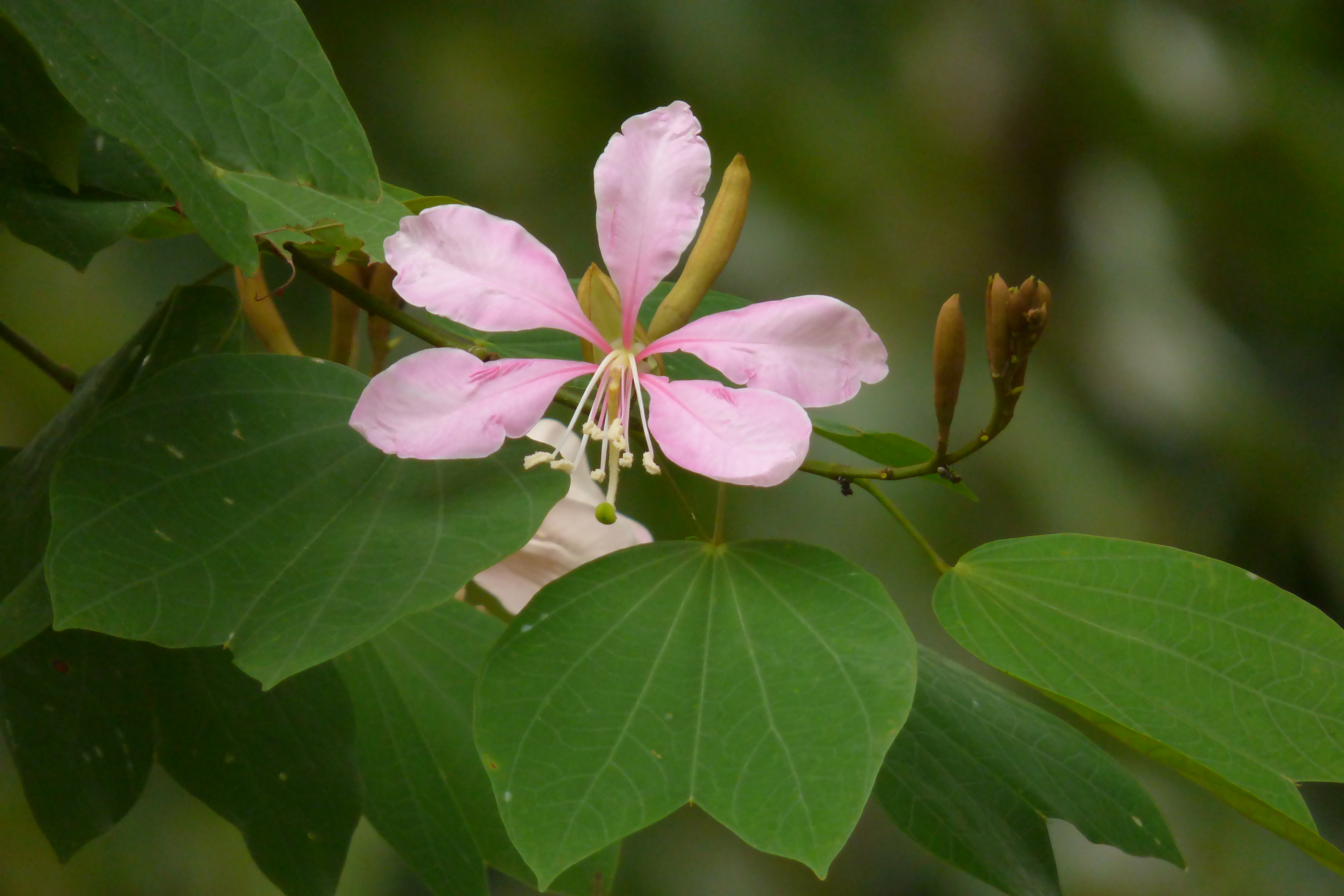 árvore pata de vaca (Bauhinia spp)