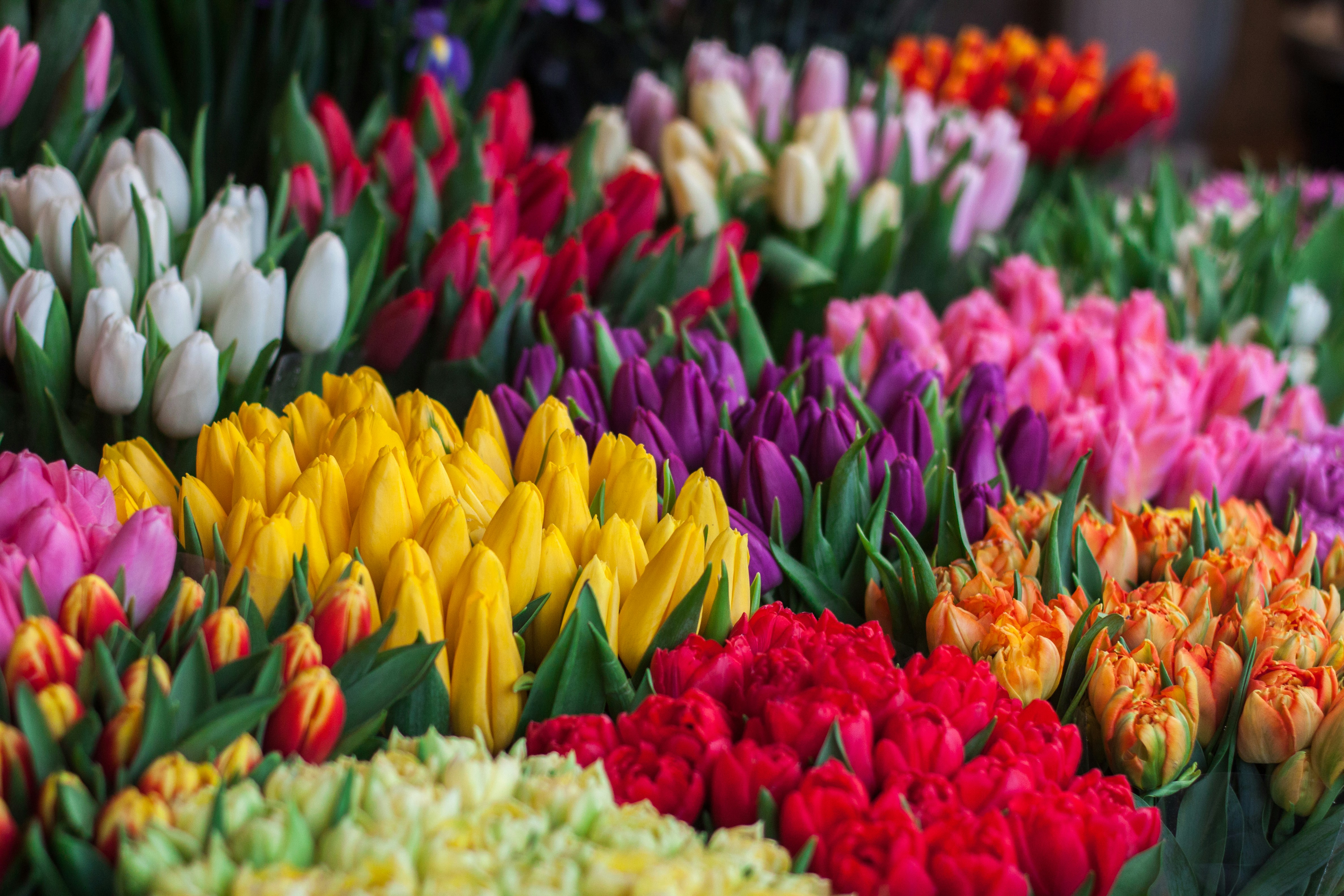 tulipas