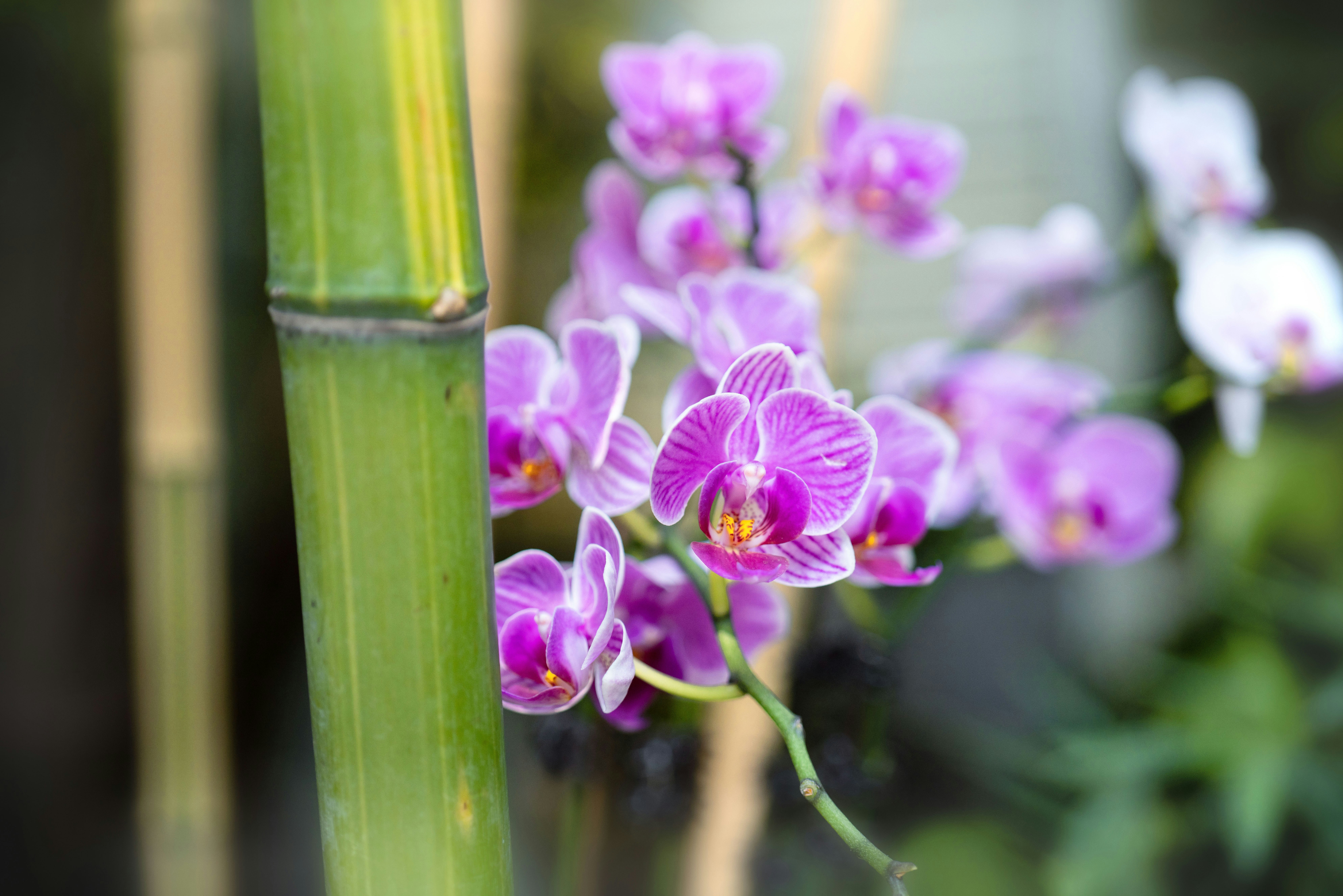 Orquídea-bambu