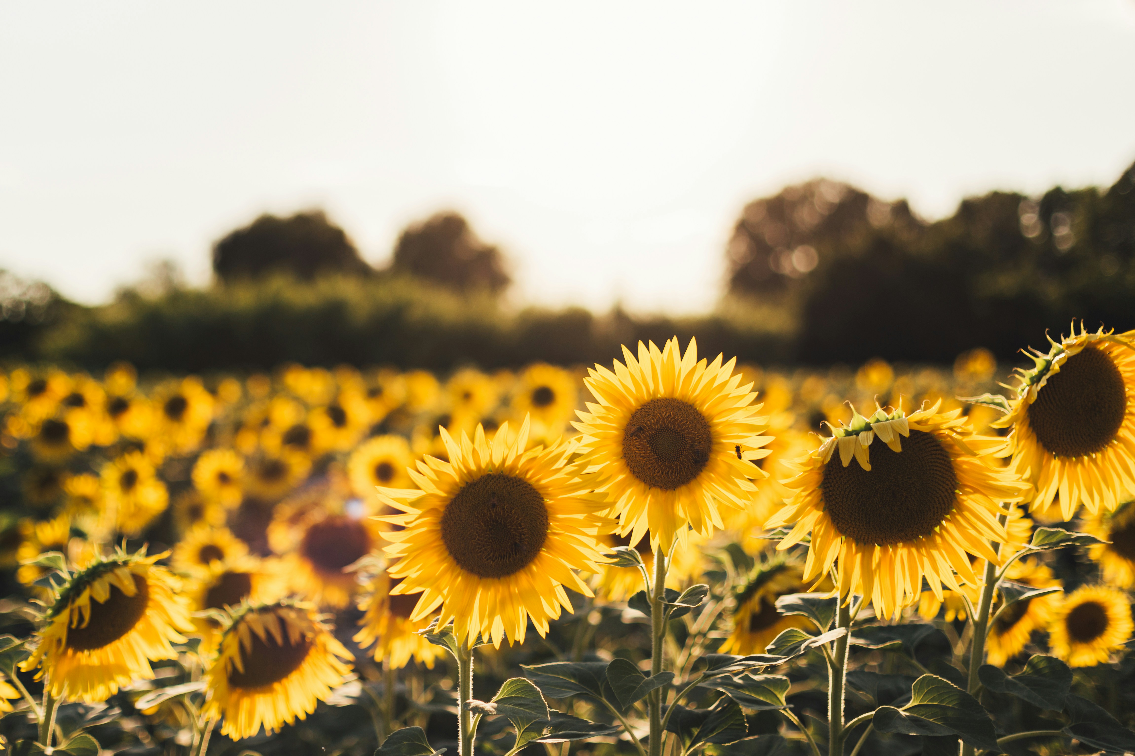 Girassol (Helianthus annuus).