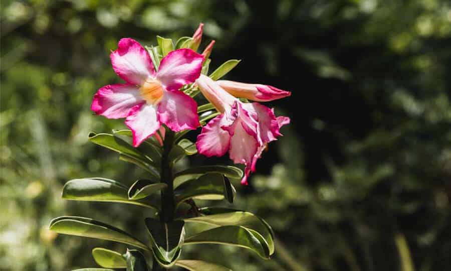 Mandevilla