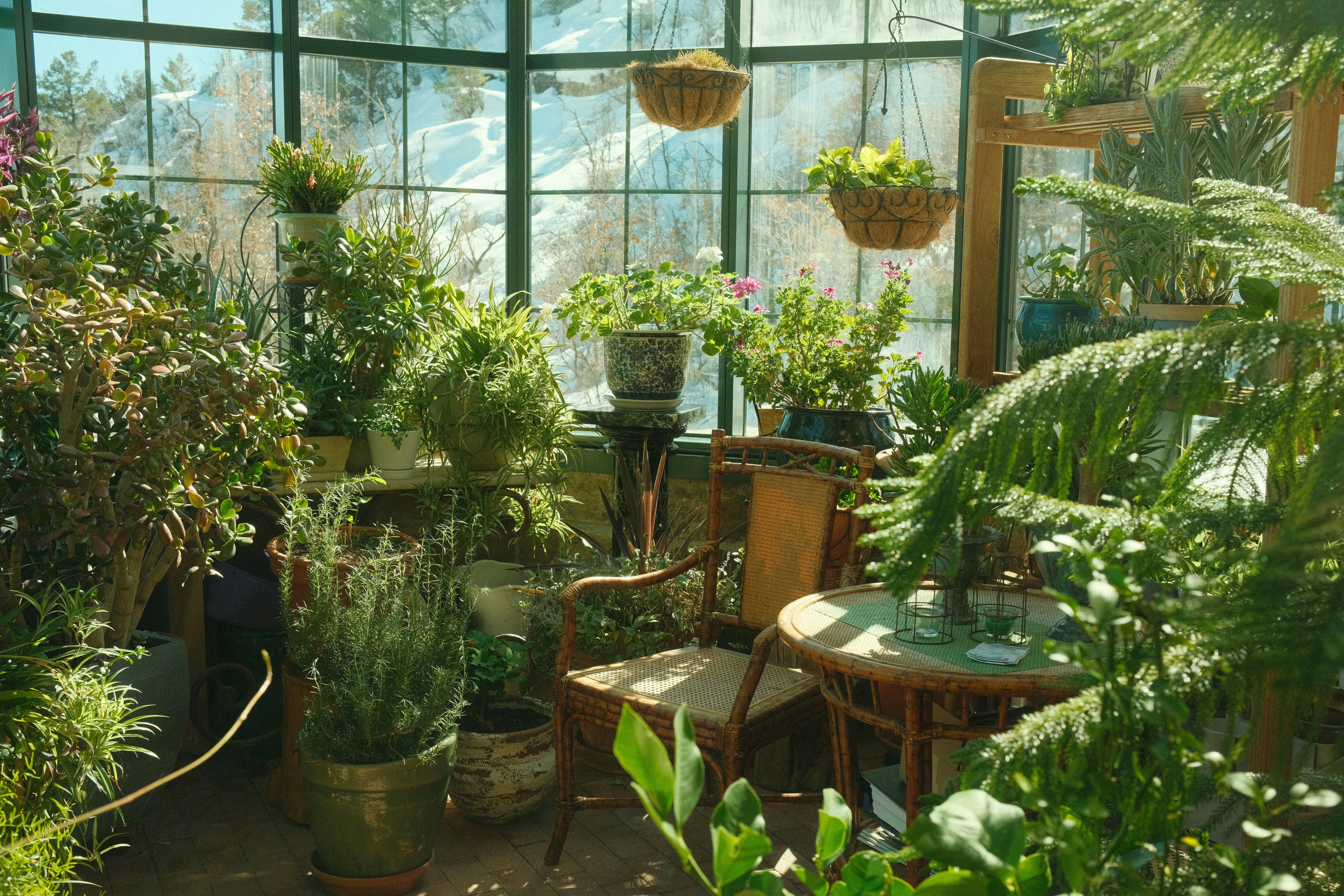 Estufa de plantas em casa