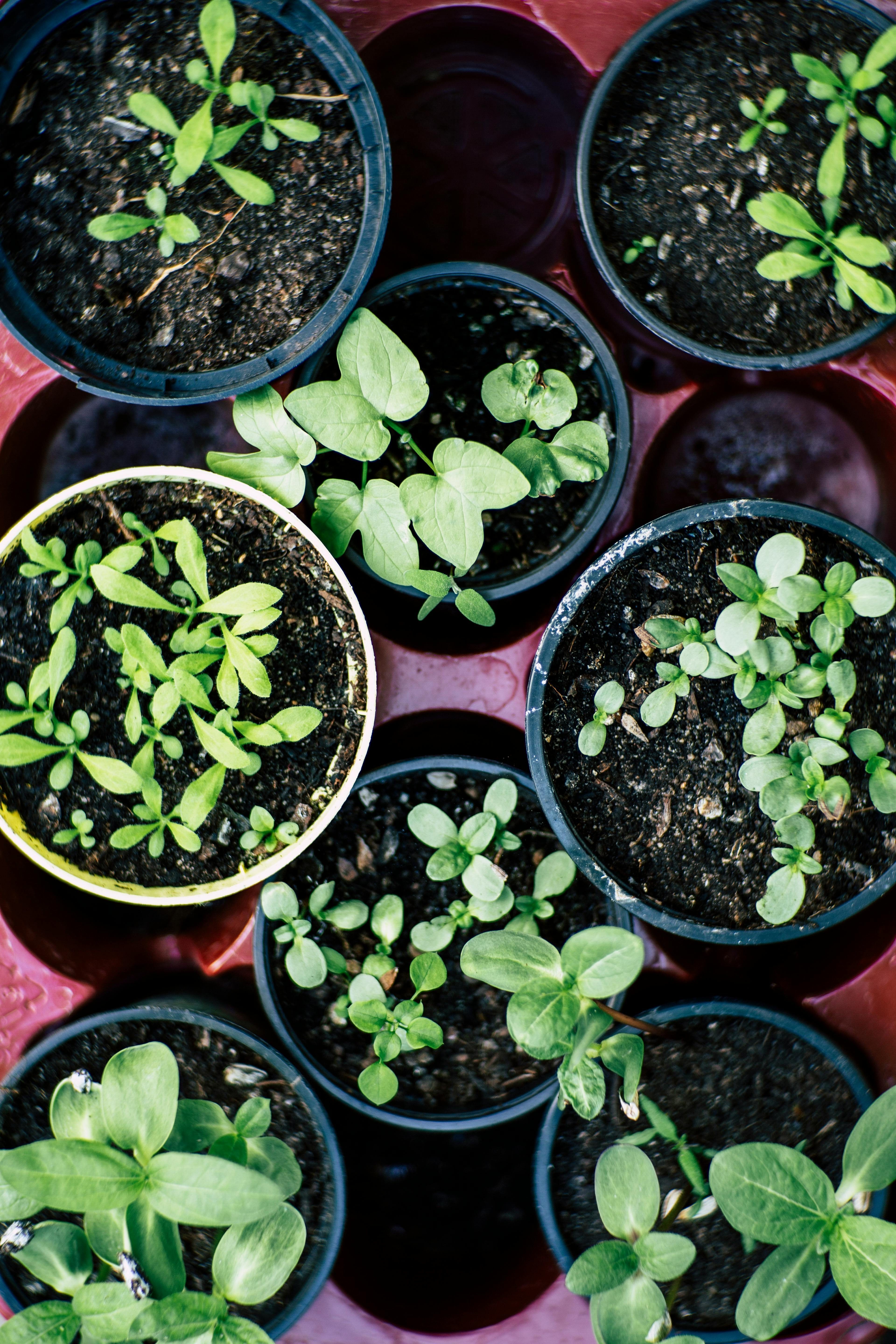 Como montar uma horta de plantas para chá no quintal ou na varanda