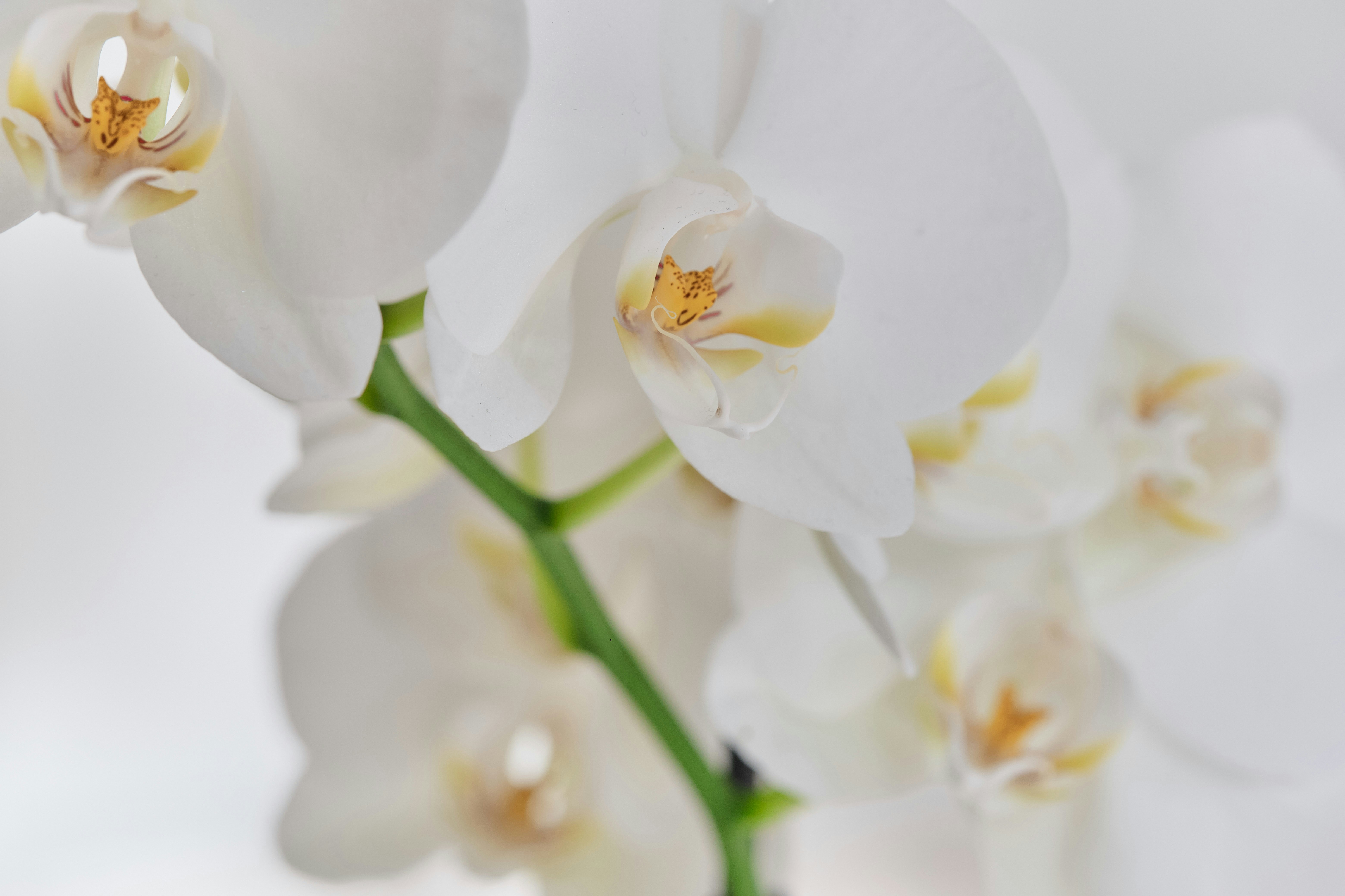 Orquídeas brancas na decoração