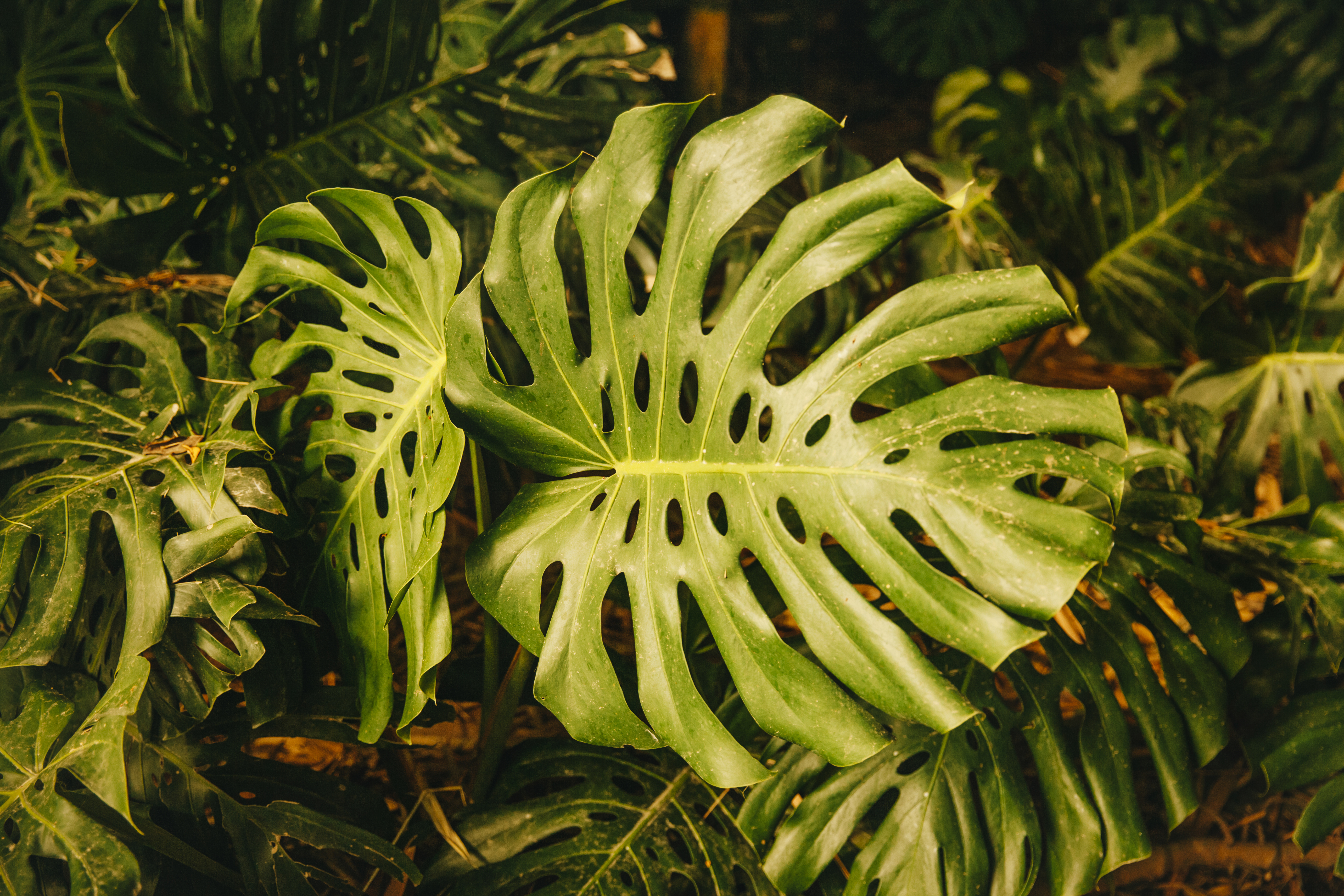 Planta Monstera, costela-de-adão