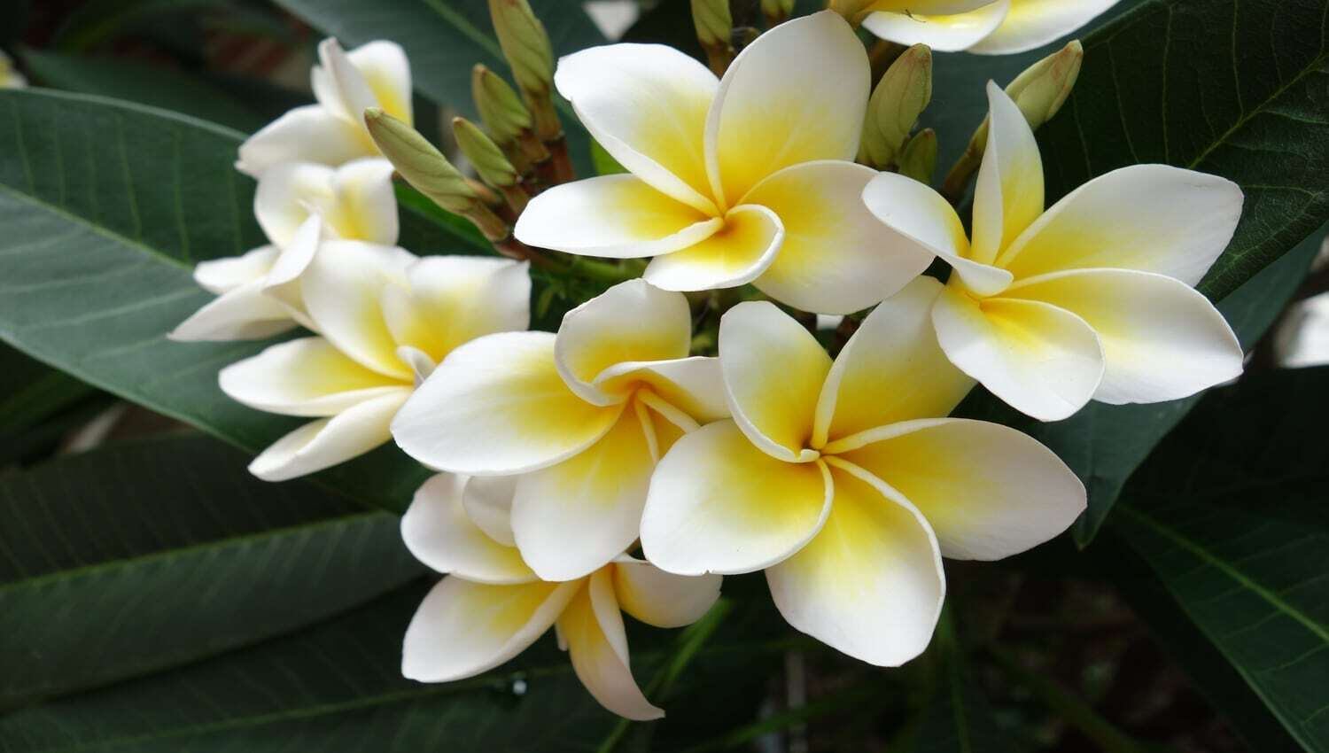 Jasmim-manga.