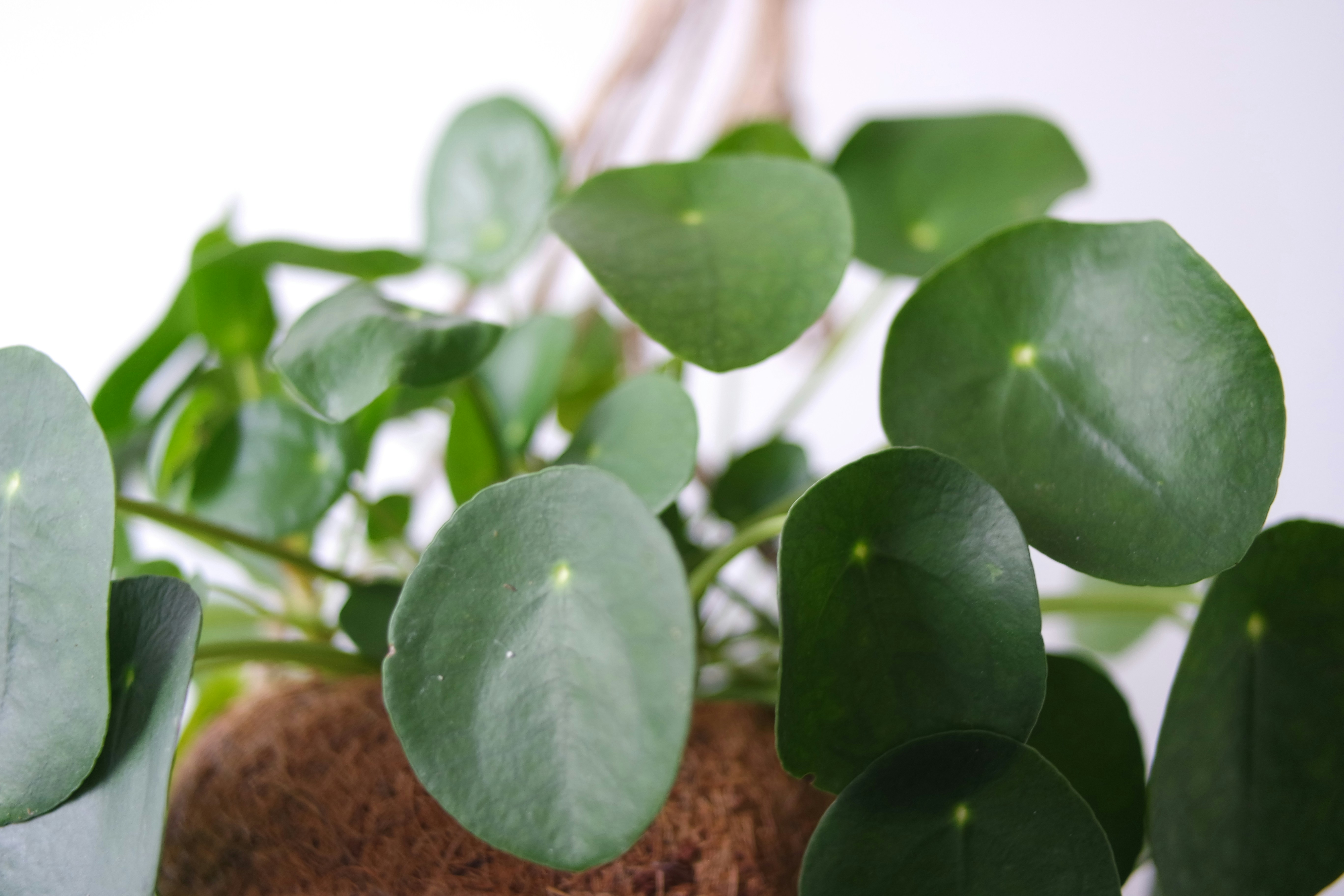 Pilea