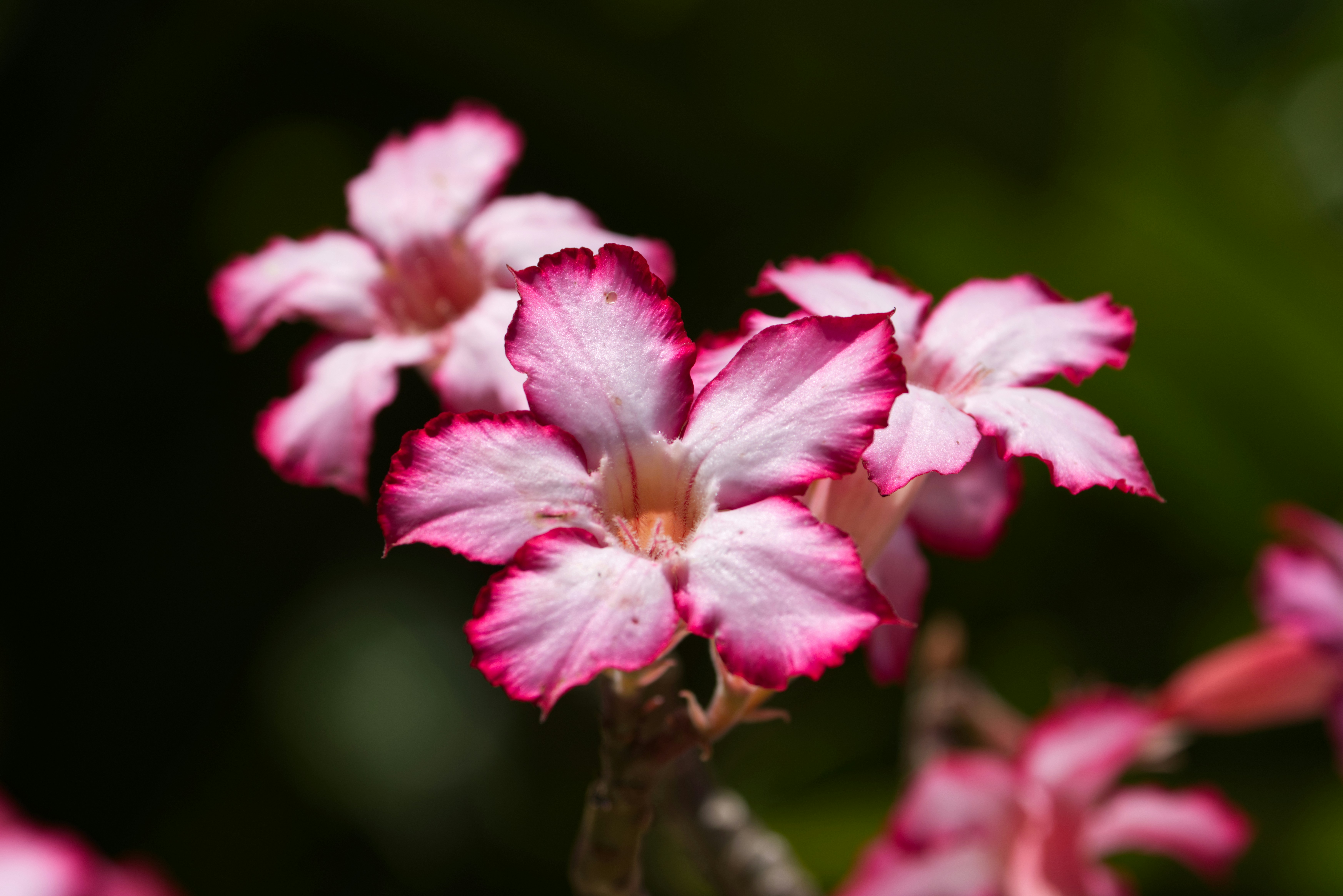 Rosa-do-deserto