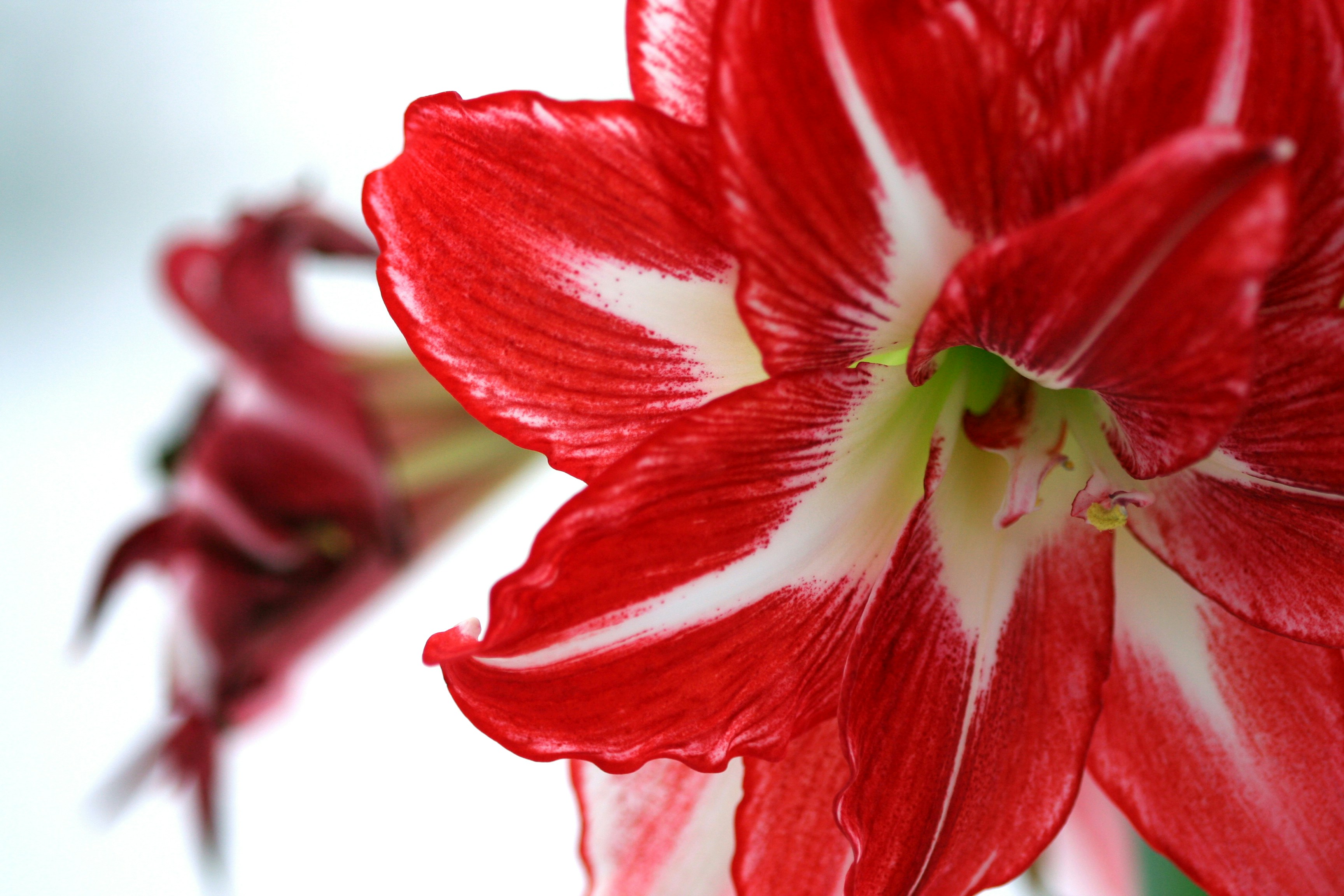 Amarílis - Amaryllis - flor - flores